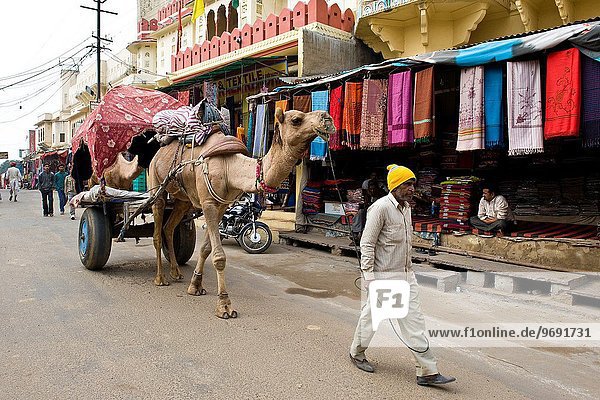 Kamel Indien Pushkar Rajasthan