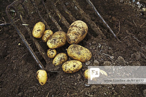 Kartoffeln der Sorte Ditta werden ausgegraben