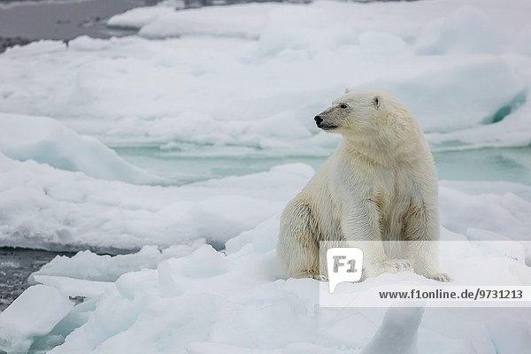 Eisbär Ursus maritimus strecken Meer Eis Norwegen Spitzbergen Meerenge Svalbard Jahr