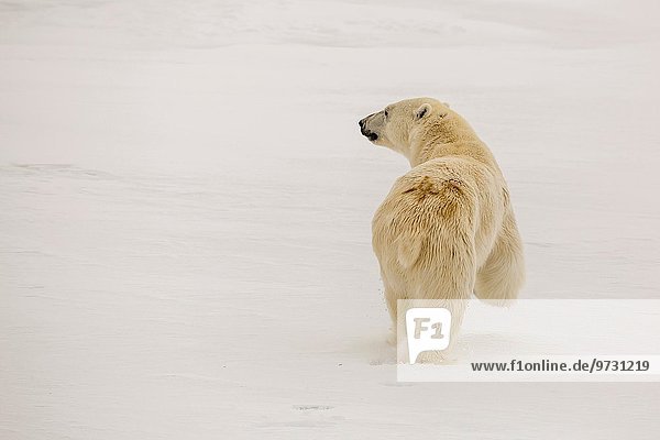 Eisbär Ursus maritimus Meer Eis Norwegen Spitzbergen Mutter - Mensch Kalb Meerenge Svalbard Jahr