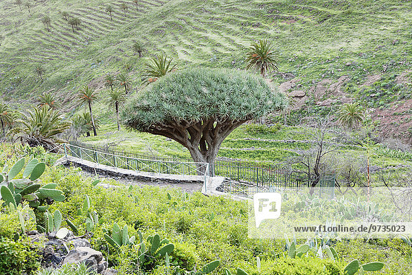Drachenbaum Drago de Agalan  bei Alajero  La Gomera  Kanarische Inseln  Spanien  Europa