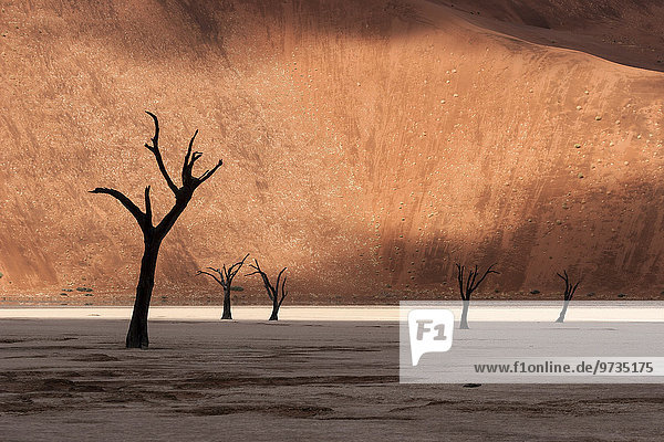 Dead camel thorn trees (Vachellia erioloba)  sand dune  Dead Vlei Sossusvlei  Namib Desert  Namib-Naukluft National Park  Namibia  Africa