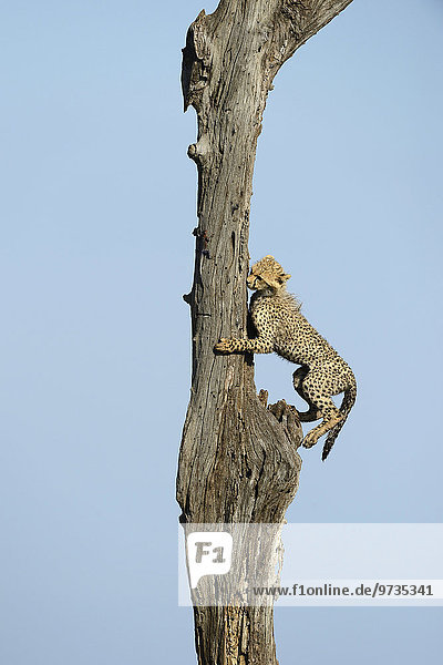 Gepard (Acinonyx jubatus)  Jungtier klettert einen Baum hoch  Masai Mara Nationalreservat  Kenia  Afrika