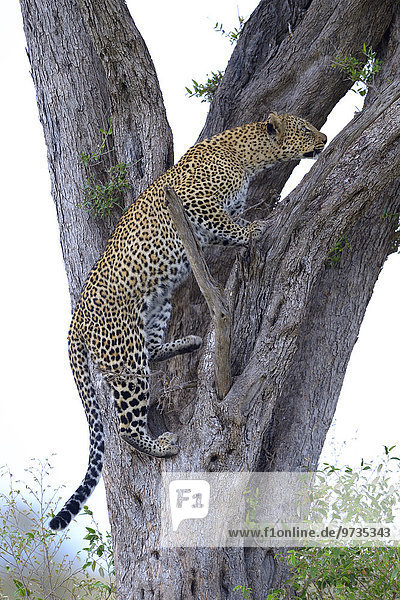 Leopard (Panthera pardus)  klettert einen Baumstamm hoch  Masai Mara Nationalreservat  Kenia  Afrika