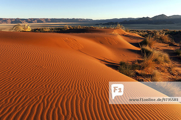 Südliche Ausläufer der Namib-Wüste  Sanddünen mit Grasbüscheln  hinten die Tirasberge  Morgenlicht  Namibia  Afrika