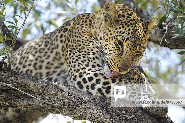 Leopard (Panthera pardus)  pflegt sein Fell  liegt auf einem Ast im Baum  Masai Mara Nationalreservat  Kenia  Afrika