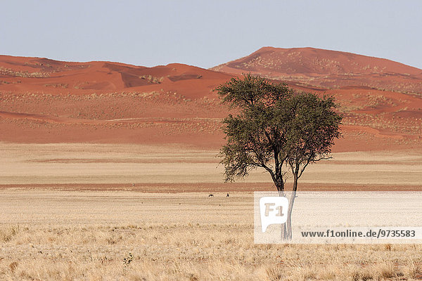 Kameldornbaum (Vachellia erioloba) in der Grassteppe  hinten die Dünen der Namib-Wüste  an der D707  Namibia  Afrika