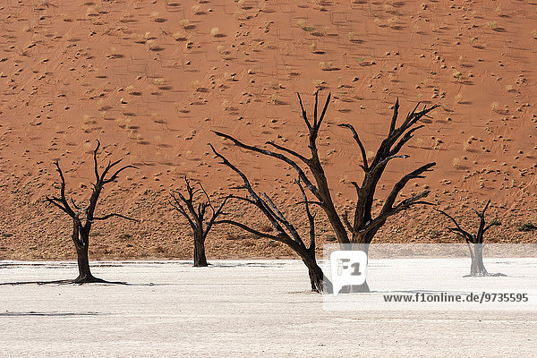 Dead camel thorn trees (Vachellia erioloba)  sand dune covered wit tufts of grass at the back  Dead Vlei Sossusvlei  Namib Desert  Namib-Naukluft National Park  Namibia  Africa