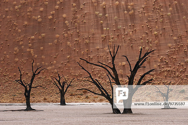 Abgestorbene Kameldornbäume (Vachellia erioloba)  hinten mit Grasbüscheln bewachsene Sanddüne  Dead Vlei  Sossusvlei  Namib-Wüste  Namib-Naukluft-Park  Namibia  Afrika