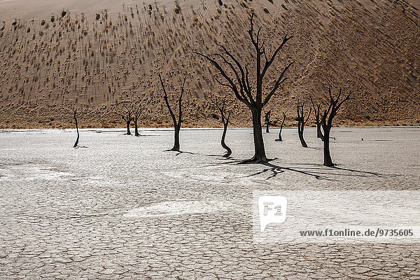 Abgestorbene Kameldornbäume (Vachellia erioloba)  hinten Sanddüne mit Grasbüscheln bewachsen  Dead Vlei  Sossusvlei  Namib-Wüste  Namib-Naukluft-Park  Namibia  Afrika