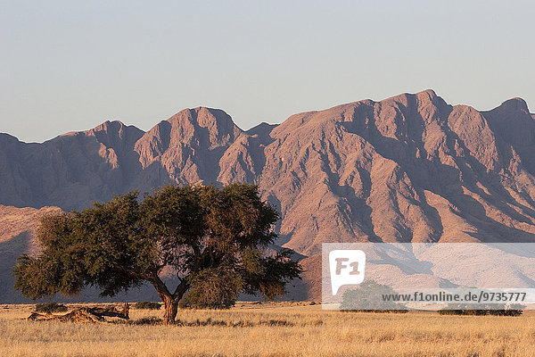 Grassteppe mit Kameldornbäumen (Vachellia erioloba)  nähe Sesriem Camp  Abendlicht  hinten die Naukluftberge  Sesriem  Namibia  Afrika