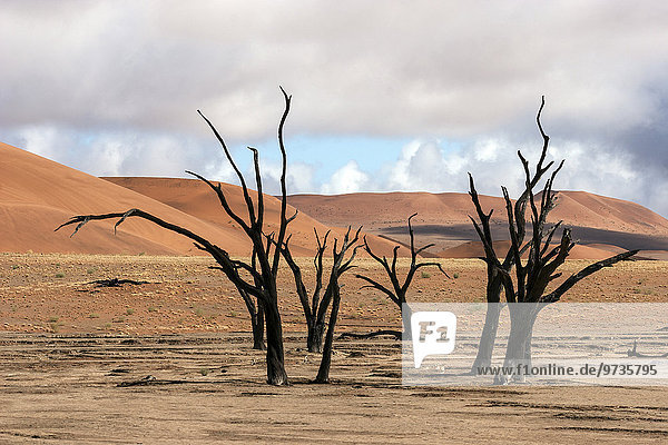 Abgestorbene Kameldornbäume (Vachellia erioloba)  Sanddünen  Dead Vlei  Sossusvlei  Namib-Wüste  Namib-Naukluft-Park  Namibia  Afrika
