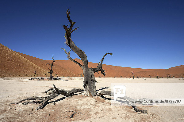 Abgestorbene Kameldornbäume (Vachellia erioloba)  Sanddünen  Salztonpfanne  Dead Vlei  Sossusvlei  Namib-Wüste  Namib-Naukluft-Park  Namibia  Afrika