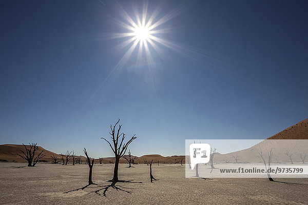 Abgestorbene Kameldornbäume (Vachellia erioloba)  Sanddünen  Salztonpfanne  Gegenlicht  Dead Vlei  Sossusvlei  Namib-Wüste  Namib-Naukluft-Park  Namibia  Afrika