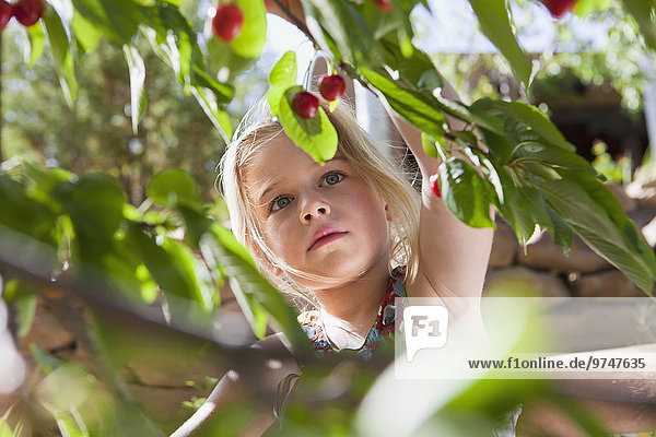 Caucasian girl picking cherries