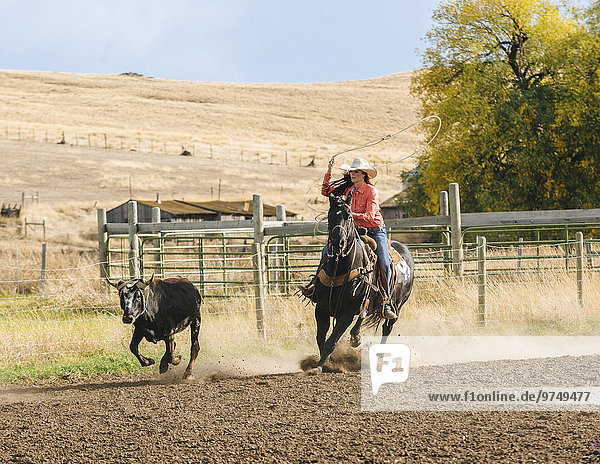 Caucasian woman chasing cattle at rodeo