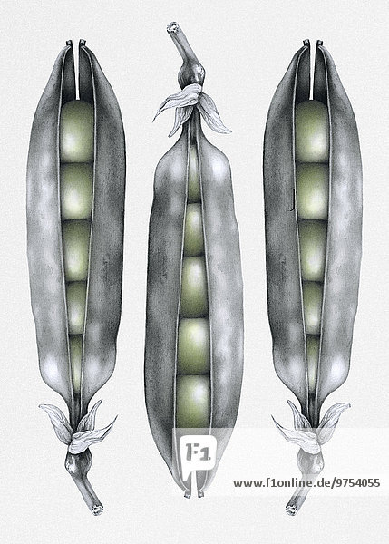 Pencil drawing of three peapods