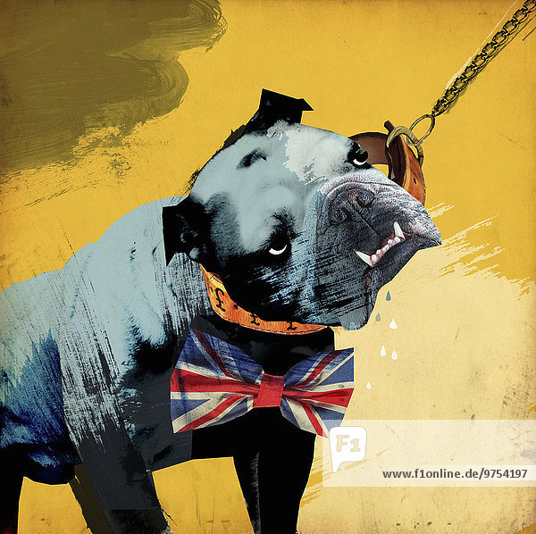 Hundeleine an dickköpfiger  aggressiver britischer Bulldogge