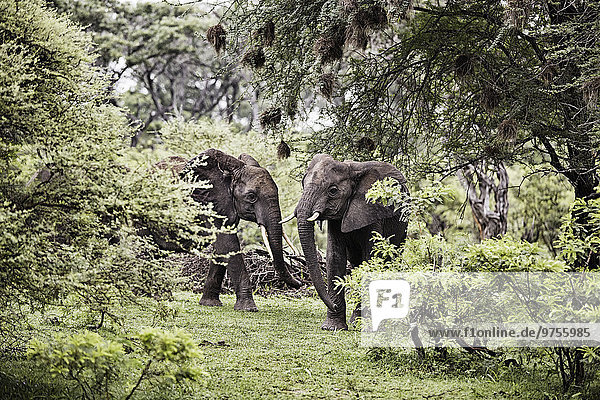 zwischen inmitten mitten Baum Elefant