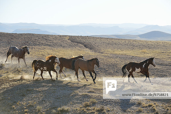 USA  Wyoming  fünf Wildpferde im Ödland