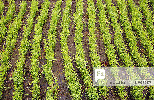 Indonesia  Bali  Green rice seedlings in ricefield