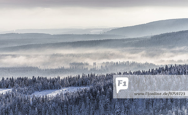 Deutschland,  Sachsen-Anhalt,  Nationalpark Harz,  Nadelwald und Nebelschwaden im Winter