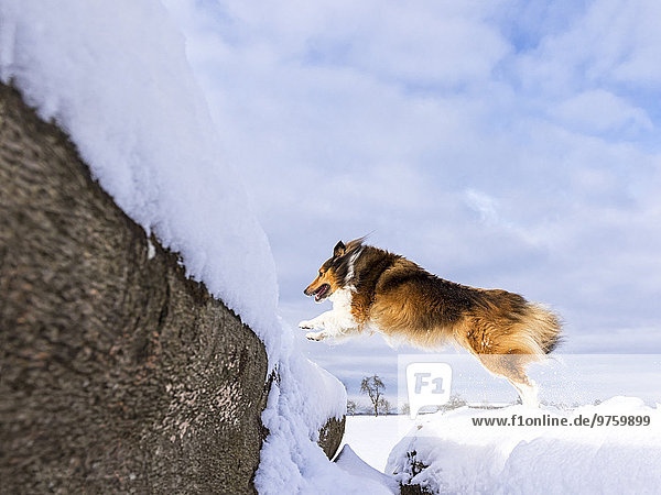 Deutschland  Shetland Sheepdog springt über Baumstamm mit Schnee