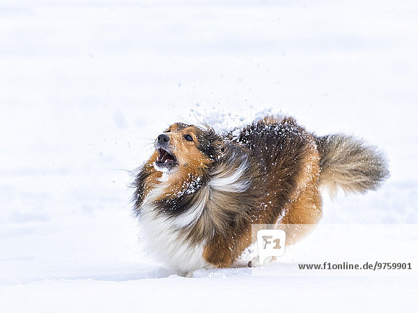 Deutschland  Shetland Sheepdog läuft im Schnee