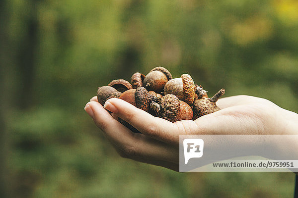 Hand holding acorns
