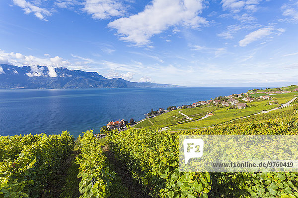 Schweiz  Lavaux  Genfersee  Weinbaugebiet Rivaz