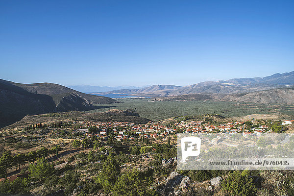 Griechenland  Mittelgriechenland  Olivenbäume in Delphi