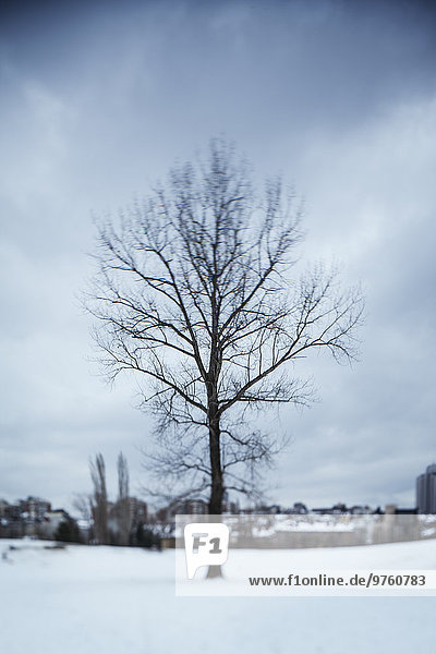 Deutschland,  kahler Baum im Winter,  Gebäude im Hintergrund