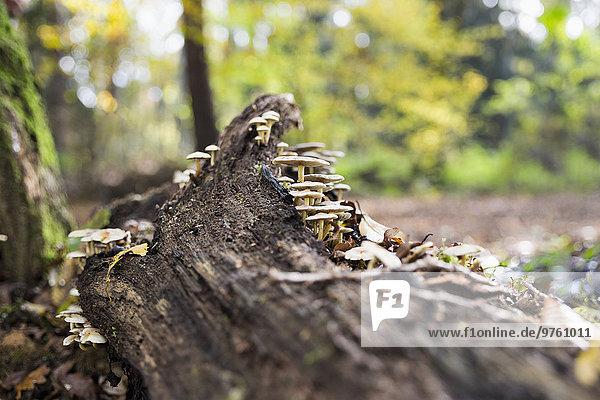 Deutschland  Pilze auf Baumstamm im Wald