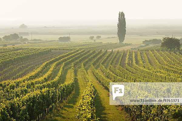 Österreich Burgenland Weinberge am Neusiedler See zwischen Oggau und Rust