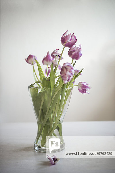 Blumenvase mit verwelkten Tulpen