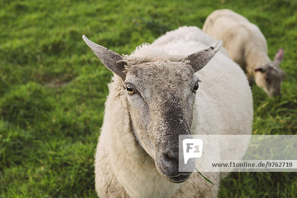 Spanien  Ferrol  Porträt eines auf einer Wiese grasenden Schafes