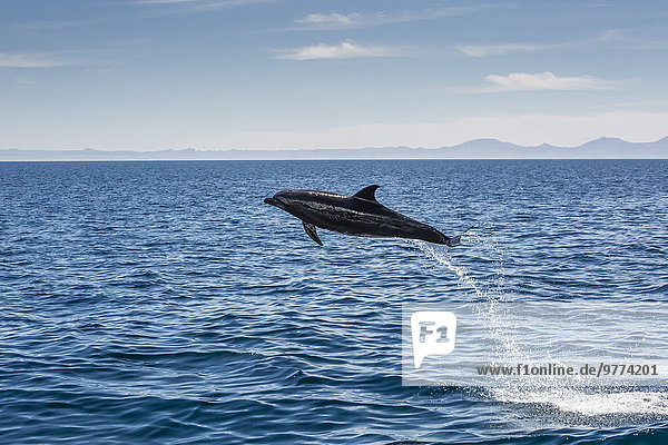 Delphin Delphinus delphis nahe Wasser springen Nordamerika Mexiko Großer Tümmler Große Tursiops truncatus Erwachsener Dalbe