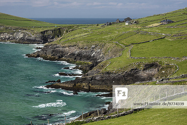 Felsbrocken Europa Wand Schaf Ovis aries Zaun vorwärts Kerry County Dingle Halbinsel