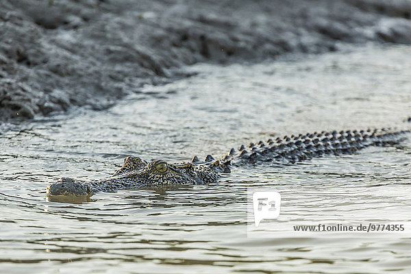 Nationalpark Fluss ungestüm Pazifischer Ozean Pazifik Stiller Ozean Großer Ozean Jagd Salzwasser Erwachsener Australien Krokodil Mitchell Western Australia