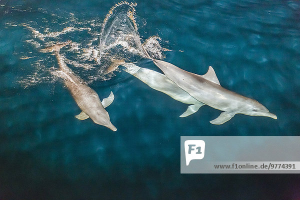 Delphin Delphinus delphis geselliges Beisammensein Nacht Pazifischer Ozean Pazifik Stiller Ozean Großer Ozean Großer Tümmler Große Tursiops truncatus Australien Bucht Dalbe füttern Knüpfen von Kontakten Western Australia