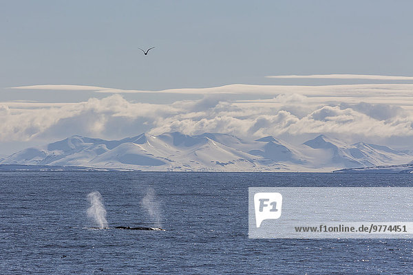 Europa Norwegen Wal Spitzbergen Erwachsener Arktis füttern Skandinavien Svalbard Westküste
