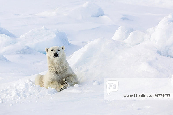 Eisbär Ursus maritimus Europa Tag Bett Meer Eis Norwegen Spitzbergen Erwachsener Arktis Skandinavien Meerenge Svalbard Jahr