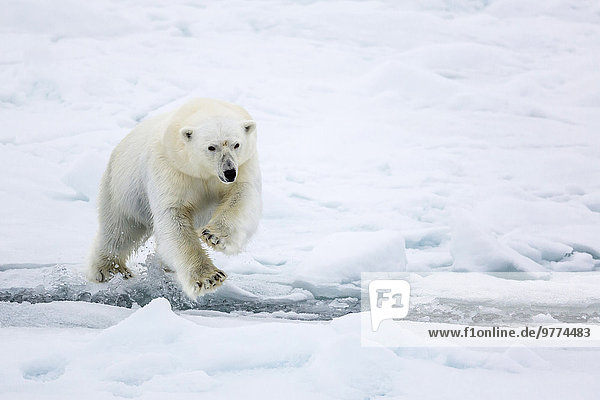 Eisbär Ursus maritimus Europa springen offen führen Meer Eis Norwegen Spitzbergen Erwachsener Arktis Blei Skandinavien Meerenge Svalbard Jahr