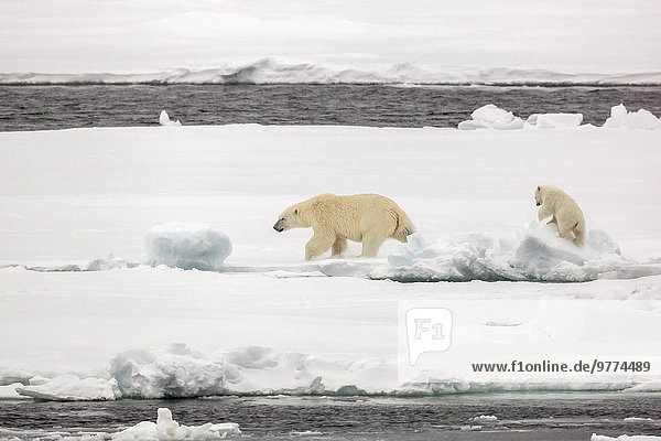 Mother and calf polar bear (Ursus maritimus) on first year sea ice in Olga Strait  near Edgeoya  Svalbard  Arctic  Norway  Scandinavia  Europe