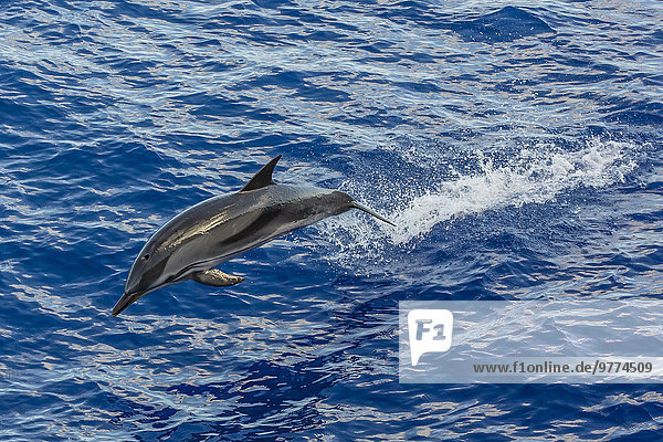 Delphin Delphinus delphis nahe Europa springen Streifen Atlantischer Ozean Atlantik Kanaren Kanarische Inseln Erwachsener Dalbe Spanien