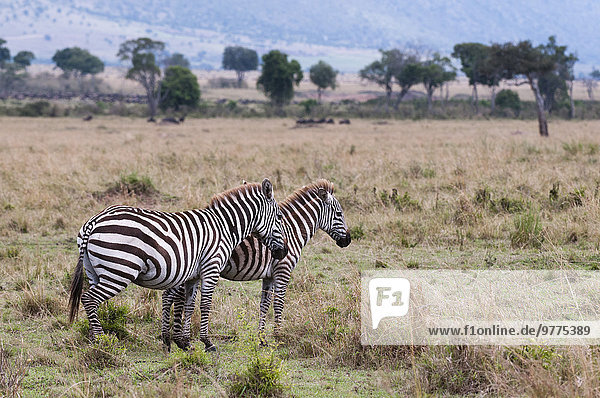 Ostafrika klar Steppenzebra Equus quagga Masai Mara National Reserve Afrika Kenia Zebra Equus quagga Steppenzebra