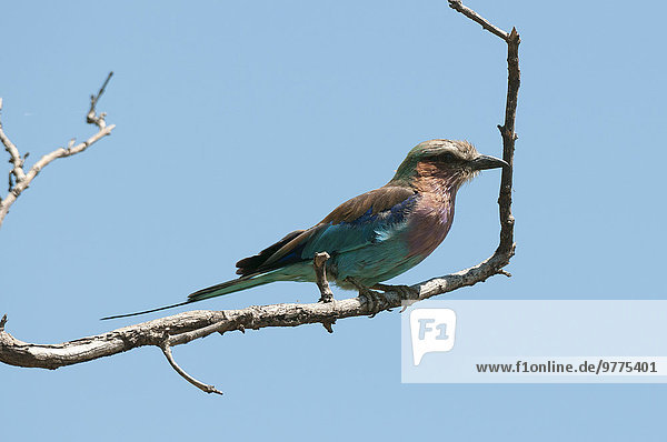 Lilac-breasted roller (Coracias caudatus)  Chobe National Park  Botswana  Africa