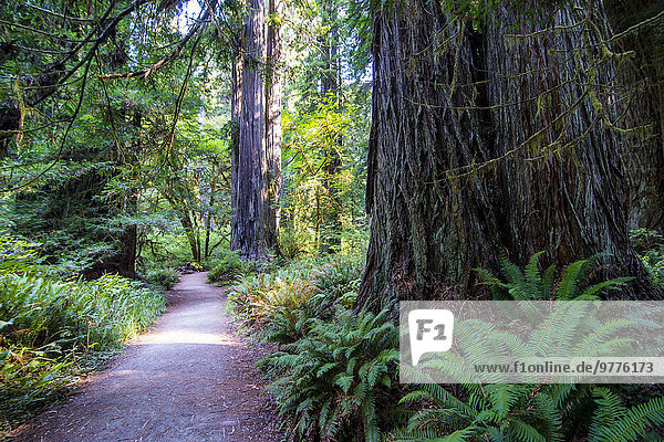 Vereinigte Staaten von Amerika USA Baum Sequoia Kalifornien