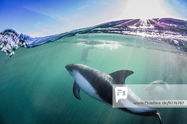Delphin Delphinus delphis nahe Wasser Unterwasseraufnahme unter Wasser Insel seicht Erwachsener Dalbe Falklandinseln neu Südamerika