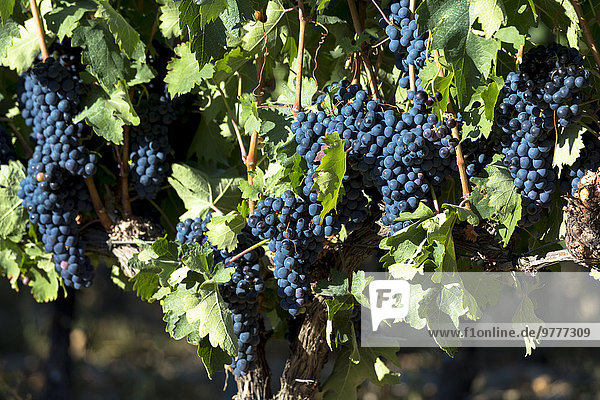 Europa schwarz Rotwein Weintraube Zimmer Spanien Weinberg
